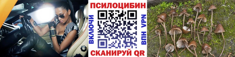 Псилоцибиновые грибы Cubensis  kraken ТОР  Мостовской 